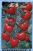 供应亚蔬F1-518—番茄种子