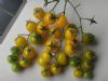 供应橙蜜香—番茄种子