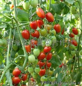 供应樱桃西红柿—番茄种子