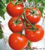供应安曼F1—番茄种子