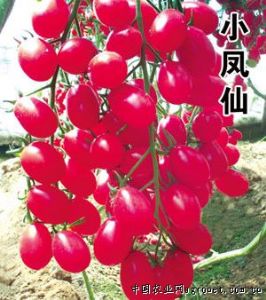 供应小凤仙—番茄种子