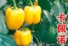 供应卡佩诺—甜椒种子