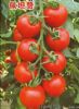 供应佩坦赞—番茄种子