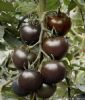 供应黑宝石—番茄种子