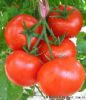 供应1036—番茄种子