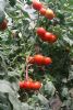 供应春蕾（大红番茄）—番茄种子