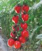 供应台南宝玉—番茄种子
