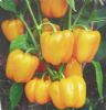 供应金甜—甜椒种子