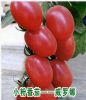 供应威罗娜——小粉番茄种子