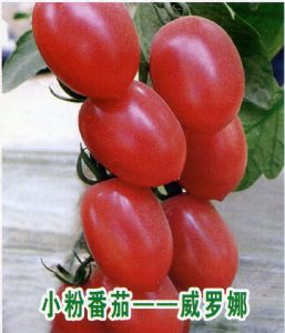供应威罗娜——小粉番茄种子