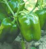 供应太空椒—优质蔬菜
