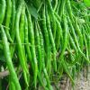 供应线椒—优质蔬菜