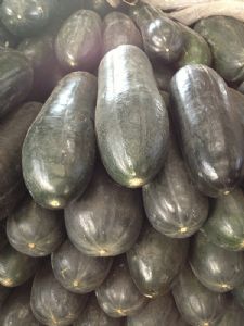 供应吊冬瓜—优质蔬菜