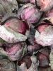 供应紫甘蓝—优质蔬菜