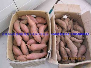 供应红薯、紫薯秧苗