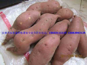 供应地瓜坊专用遗字138红薯