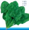 供应翠绿二号—菠菜种子