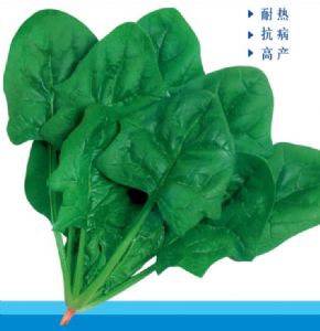 供应翠绿二号—菠菜种子