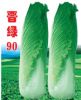 供应晋绿90—白菜种子