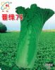 供应晋绿75—白菜种子