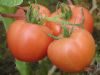 供应宝禄六号—番茄种子