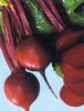 供应红甜菜—红甜菜种子