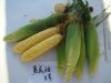 供应夏美甜8号—玉米种子