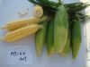 供应夏美甜6号—玉米种子