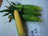 供应夏美甜9号—玉米种子