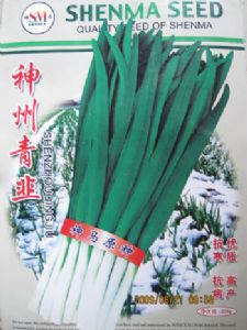 供应神州青韭—韭菜种子