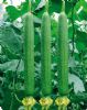 供应丝瓜—优质蔬菜