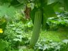 供应丝瓜—优质蔬菜