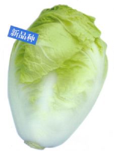 供应热王子3号—白菜种子