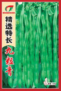 供应精选特长九粒青—菜豆种子