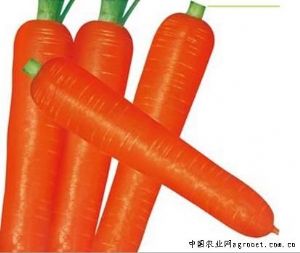 供应红福106－胡萝卜种子
