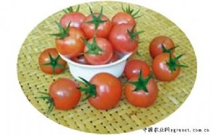 供应黛妃－番茄种子
