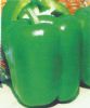 供应绿金二号-甜椒种子