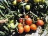 供应立原八号—樱桃番茄种子