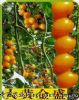 供应大黄金盛—黄果樱桃番茄种子