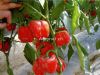 供应LYP-801—甜椒种子