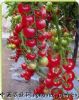供应粉贝贝—番茄种子