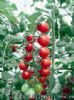 供应丹丽—番茄种子