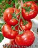供应迈多685—番茄种子