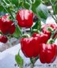 供应红美玉—甜椒种子