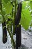 供应紫龙F1—茄子种子