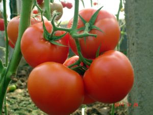 供应中宝二号—番茄种子