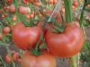 供应粉兰达—番茄种子