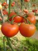 供应中宝一号—番茄种子