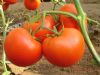 供应中宝三号—番茄种子