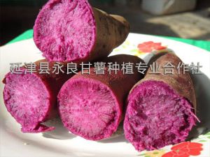 供应紫菁2号紫薯型—甘薯种子